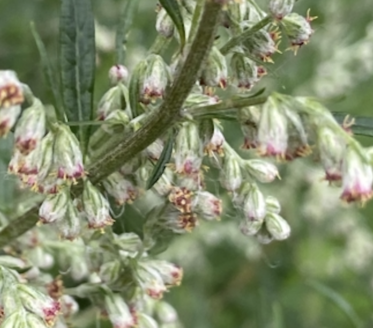 Снимок экрана 2021-08-24 в 10.01.17.png